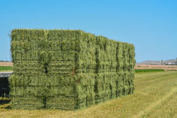 Alfalfa Hay