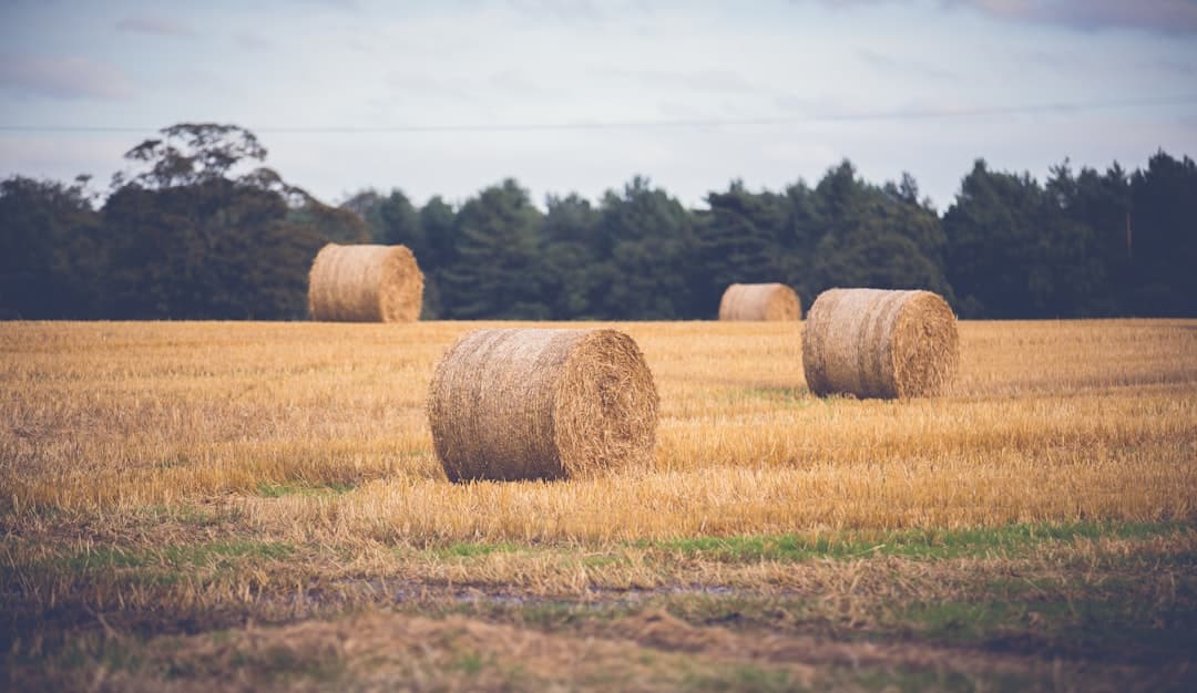 Premium Baled Love Grass Hay